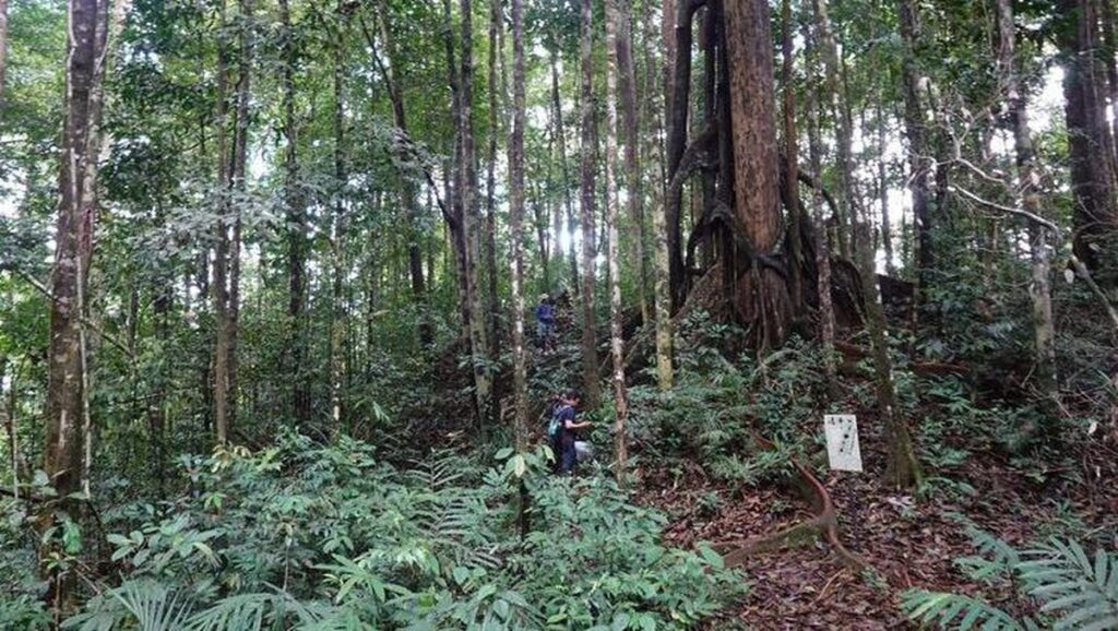 Dua Begonia Unik Ditemukan di Kalimantan, Penasaran Seperti Apa?