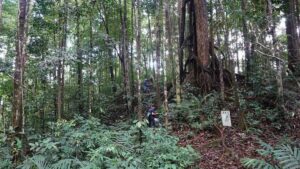 Dua Begonia Unik Ditemukan di Kalimantan, Penasaran Seperti Apa?