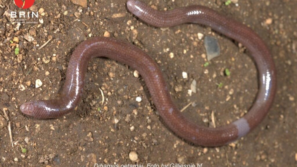 Penemuan Menggemparkan, Kadal Unik Mirip Cacing Ditemukan di Buton!