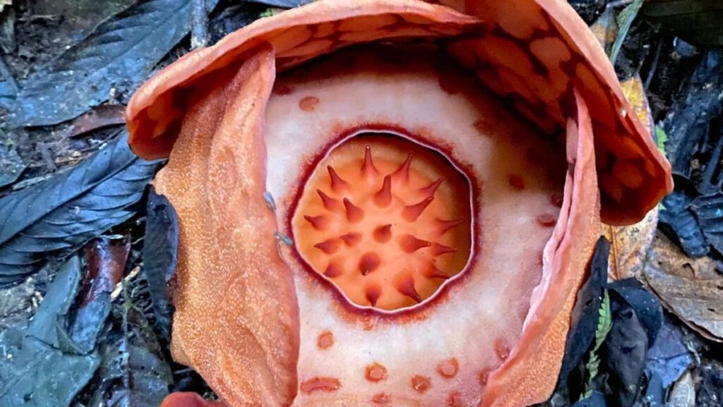 Rafflesia hasseltii Bikin Peneliti Oxford Terpukau, Apa Istimewanya?