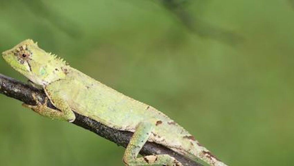 Wow! Kadal Baru Berduri Gokil Ditemukan di Asia Tenggara!